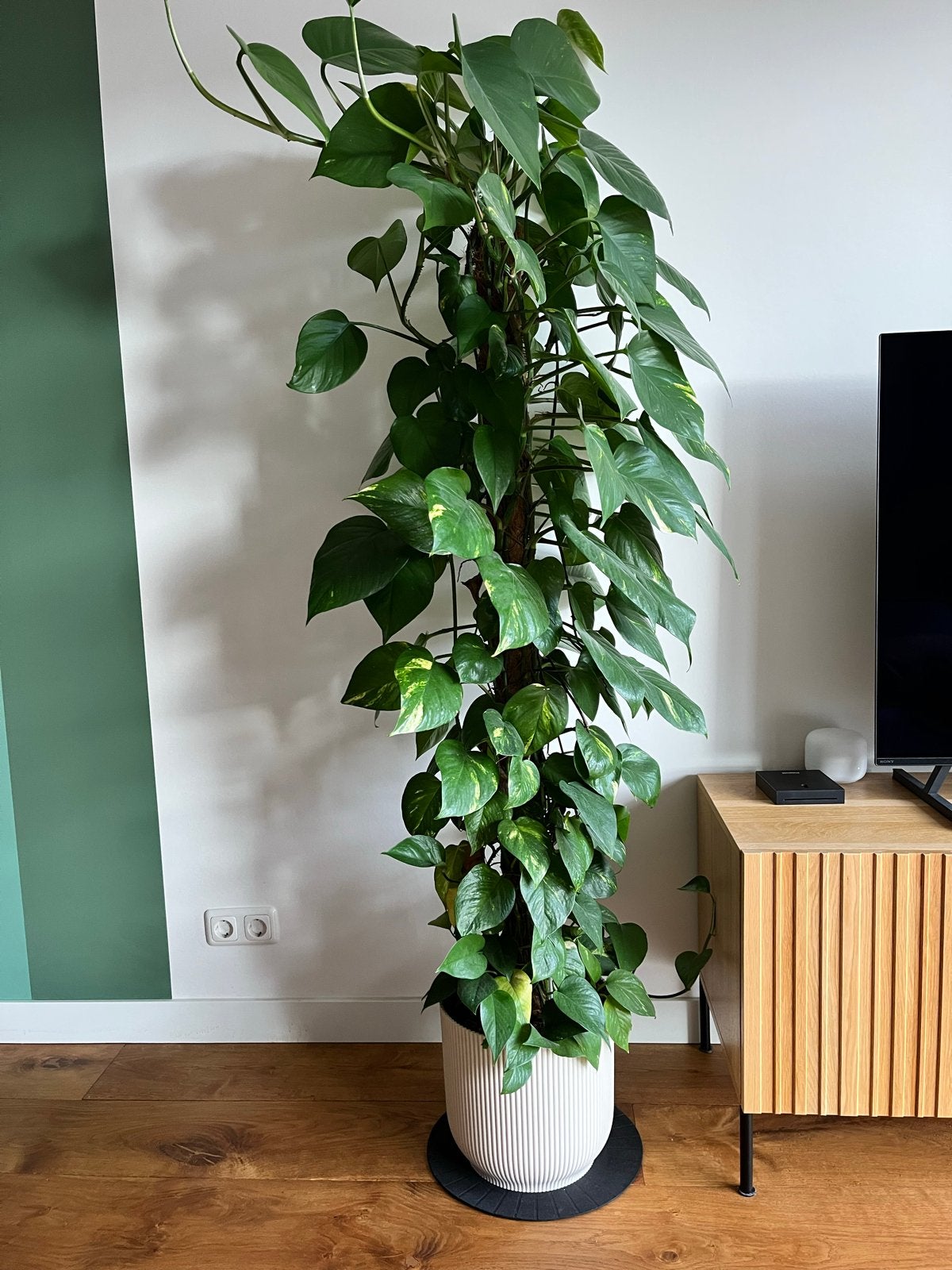 Diverse planten: Grote Monstera, Zamioculcas, Scindapsus, Vaste plant, Bloeit niet, Halfschaduw, Ophalen