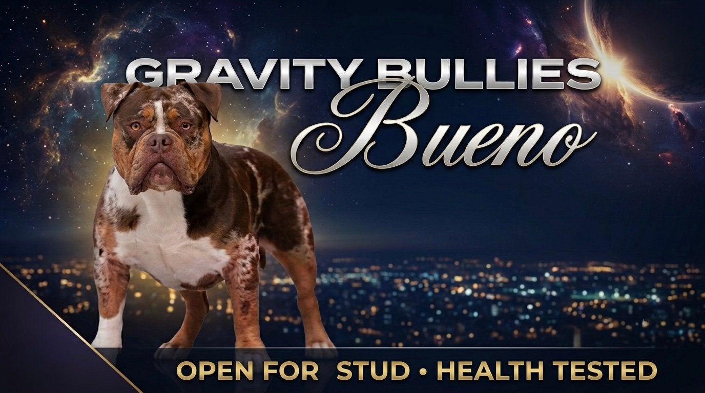 American Bully XL en pocket Dekreu Merle Tricolor, Dieren en Toebehoren, België, Fokker | Hobbymatig, Reu, 1 tot 2 jaar