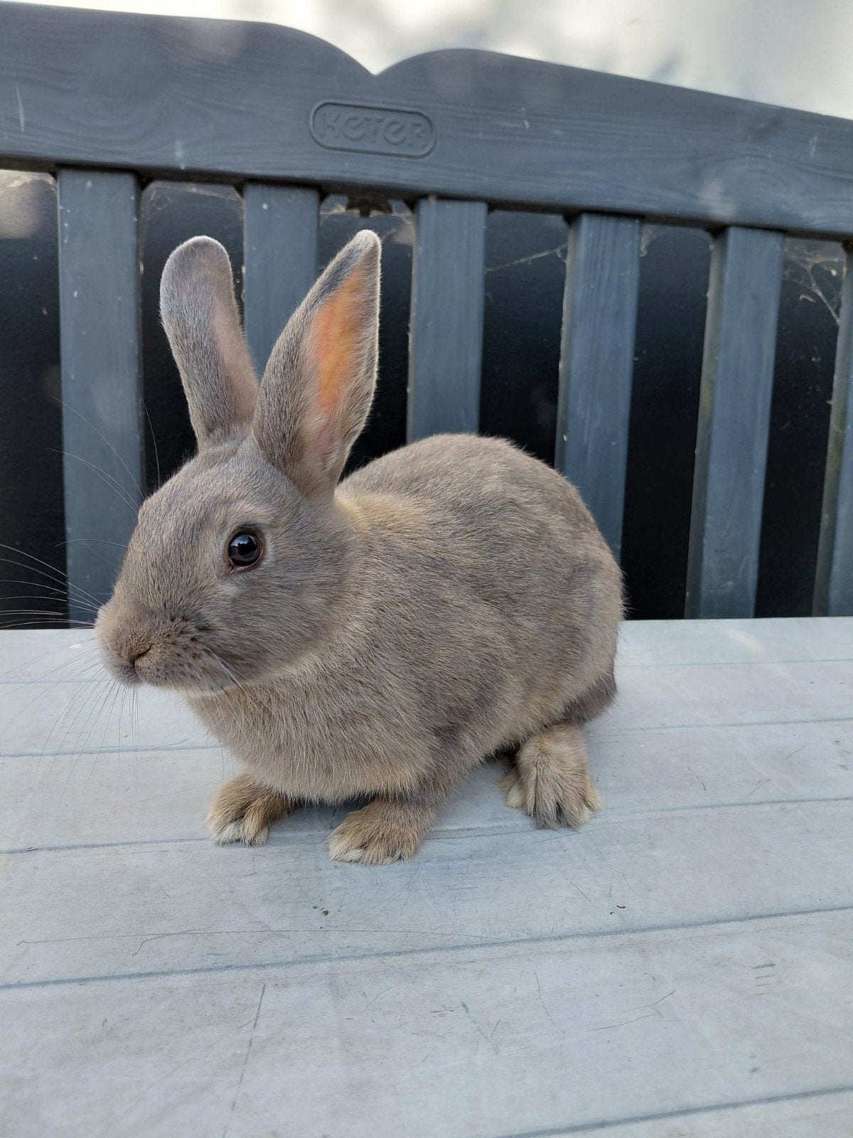 Jong konijn,  middelgroot,  mannetje, Dieren en Toebehoren, Konijnen, Mannelijk, Middelgroot, 0 tot 2 jaar