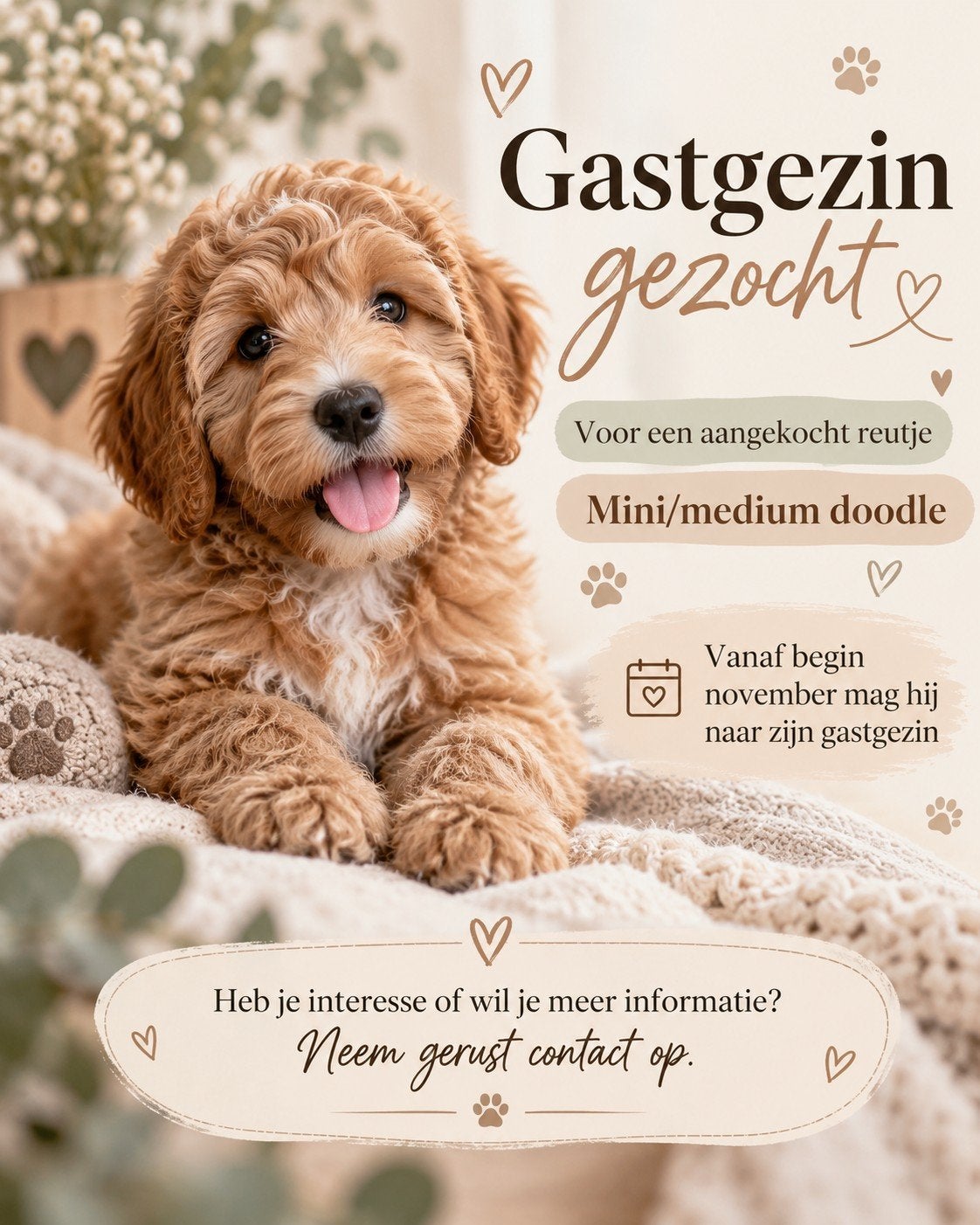 gastgezin gezocht, Parvo, Reu, 8 tot 15 weken, Eén hond