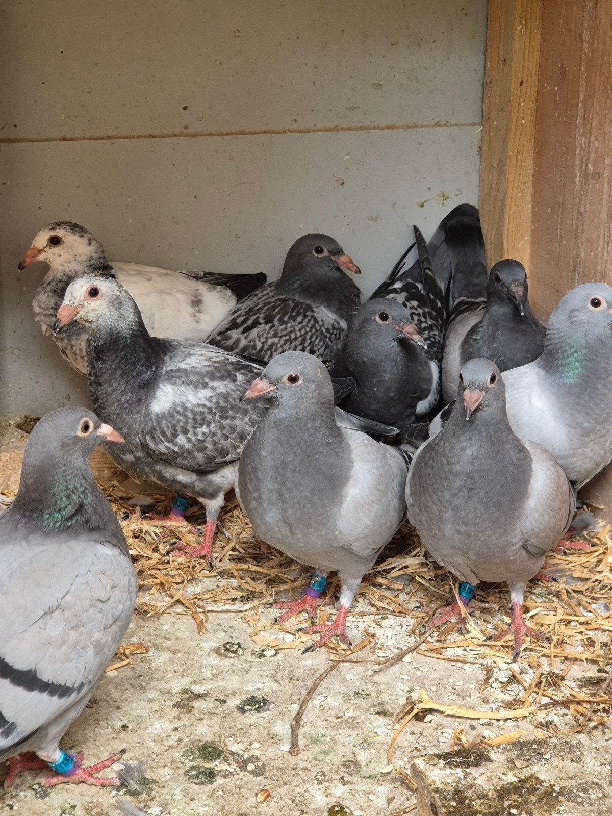 12 jonge duiven | speenklaar, Meerdere dieren, Kip