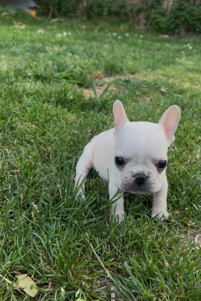 Franse Bulldog ouders aanwezig, Dieren en Toebehoren, Honden | Bulldogs, Pinschers en Molossers, België, Particulier, CDV (hondenziekte)