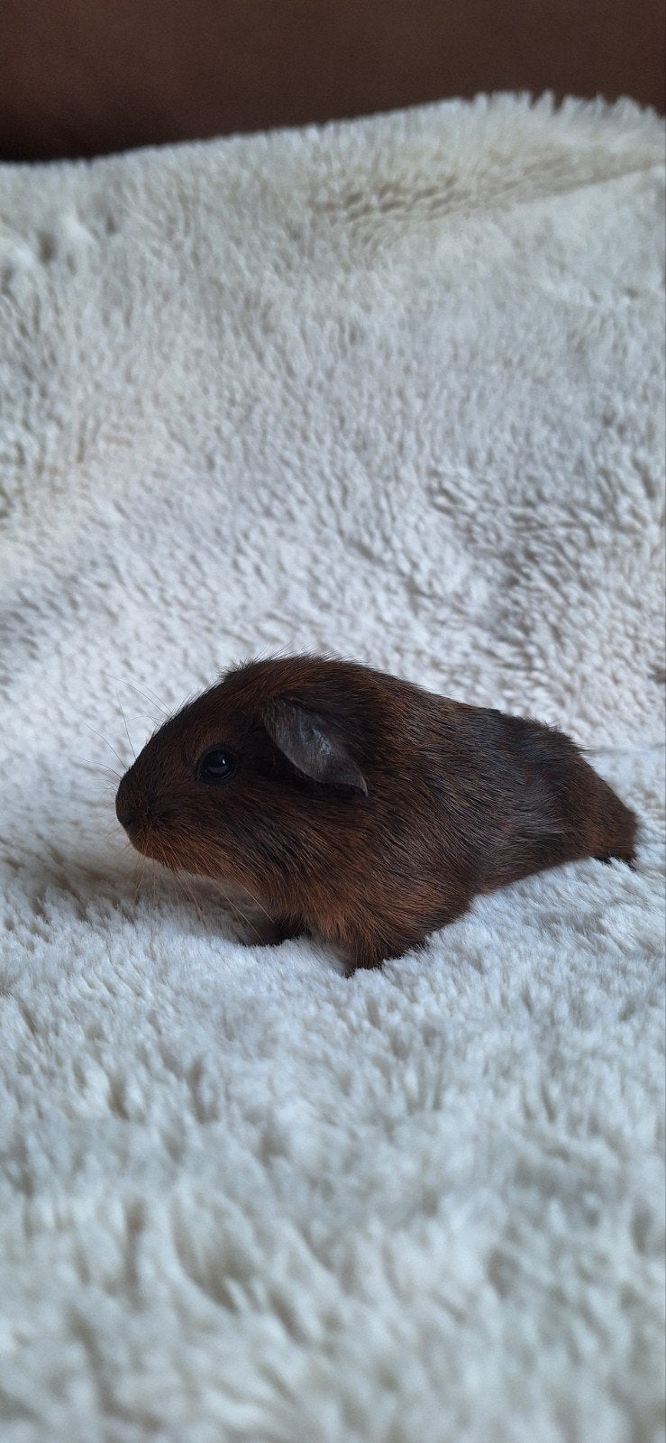 Prachtige Cavia Beertjes, Juli, Mannelijk, Cavia