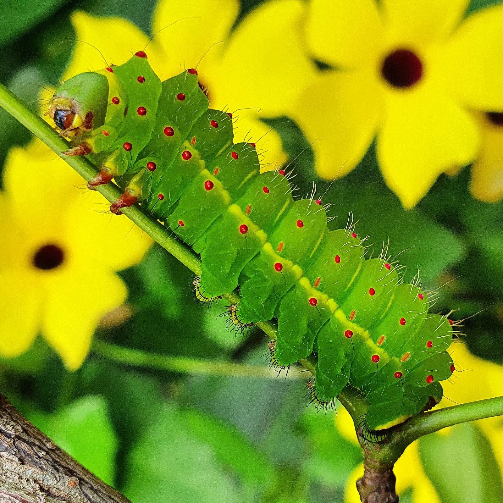 Actias luna rupsen beschikbaar., Vlinders of Rupsen