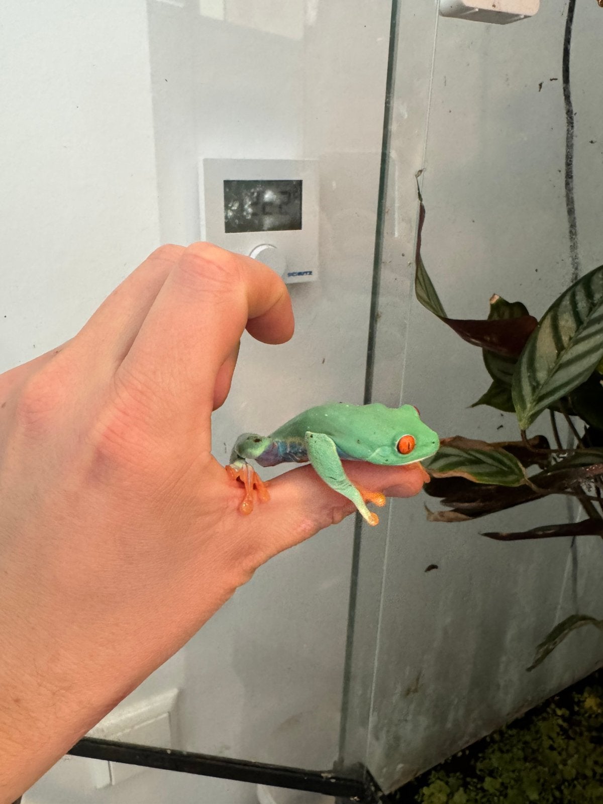 3x Roodoogmakikikker Agalychnis callidryas Frog - unknown for sale from Sidney