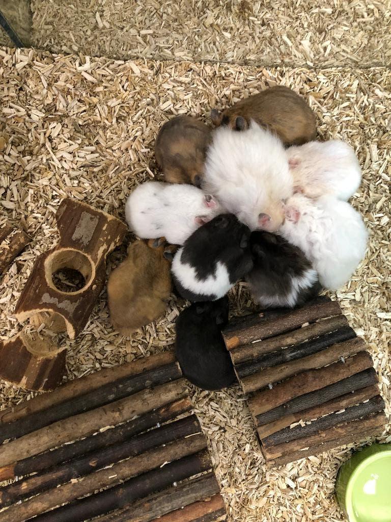 Goudhamsters / Syrische hamsters man (10 wkn oud), Hamster, Februari, Mannelijk, Tam