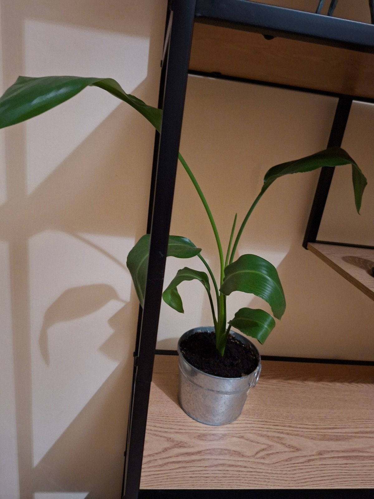 Plant af te halen, Huis en Inrichting, Ophalen, Halfschaduw, Minder dan 100 cm