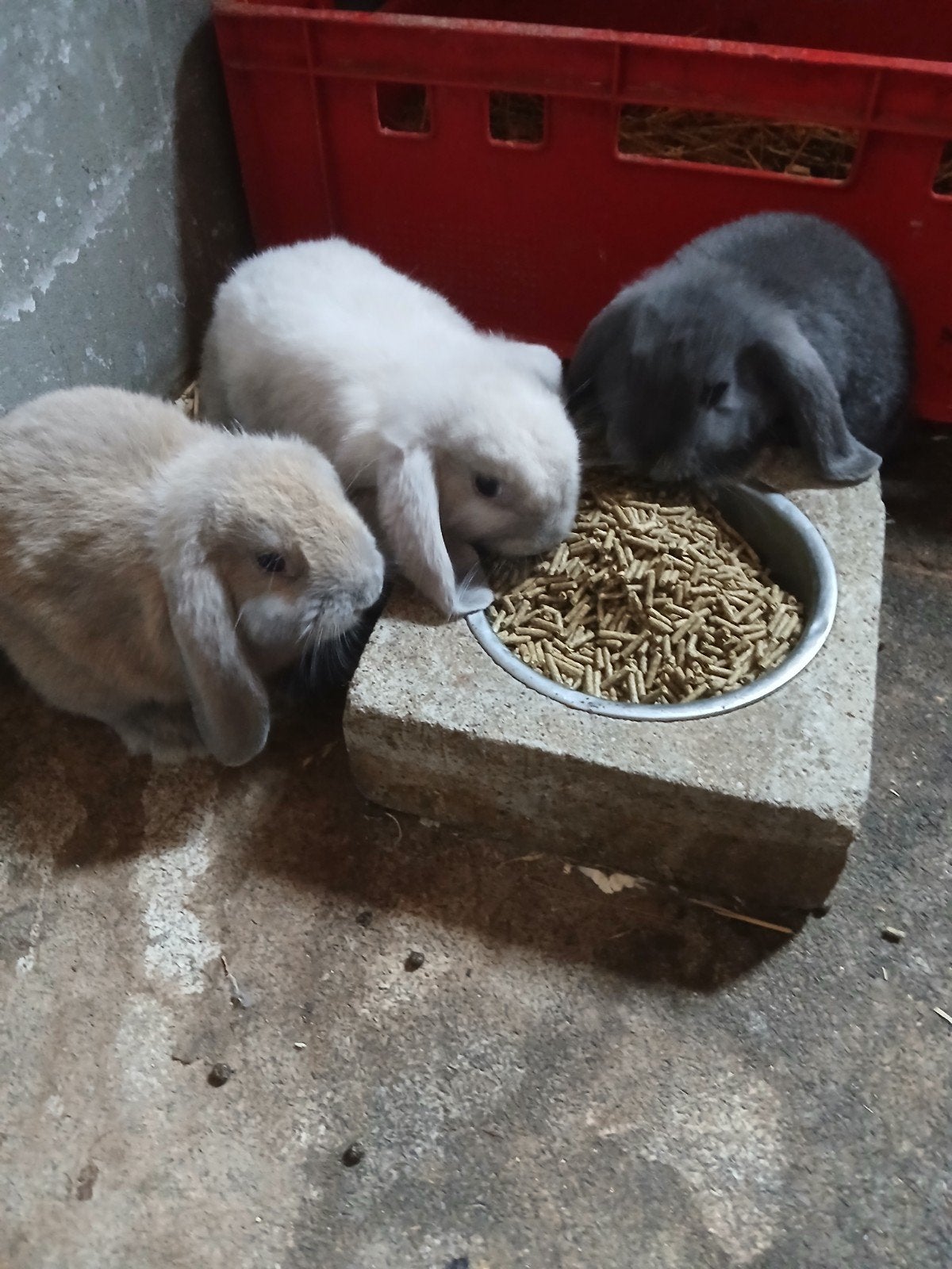 NDH konijntjes., Dieren en Toebehoren, Konijnen, Meerdere dieren, Dwerg, Hangoor, 0 tot 2 jaar