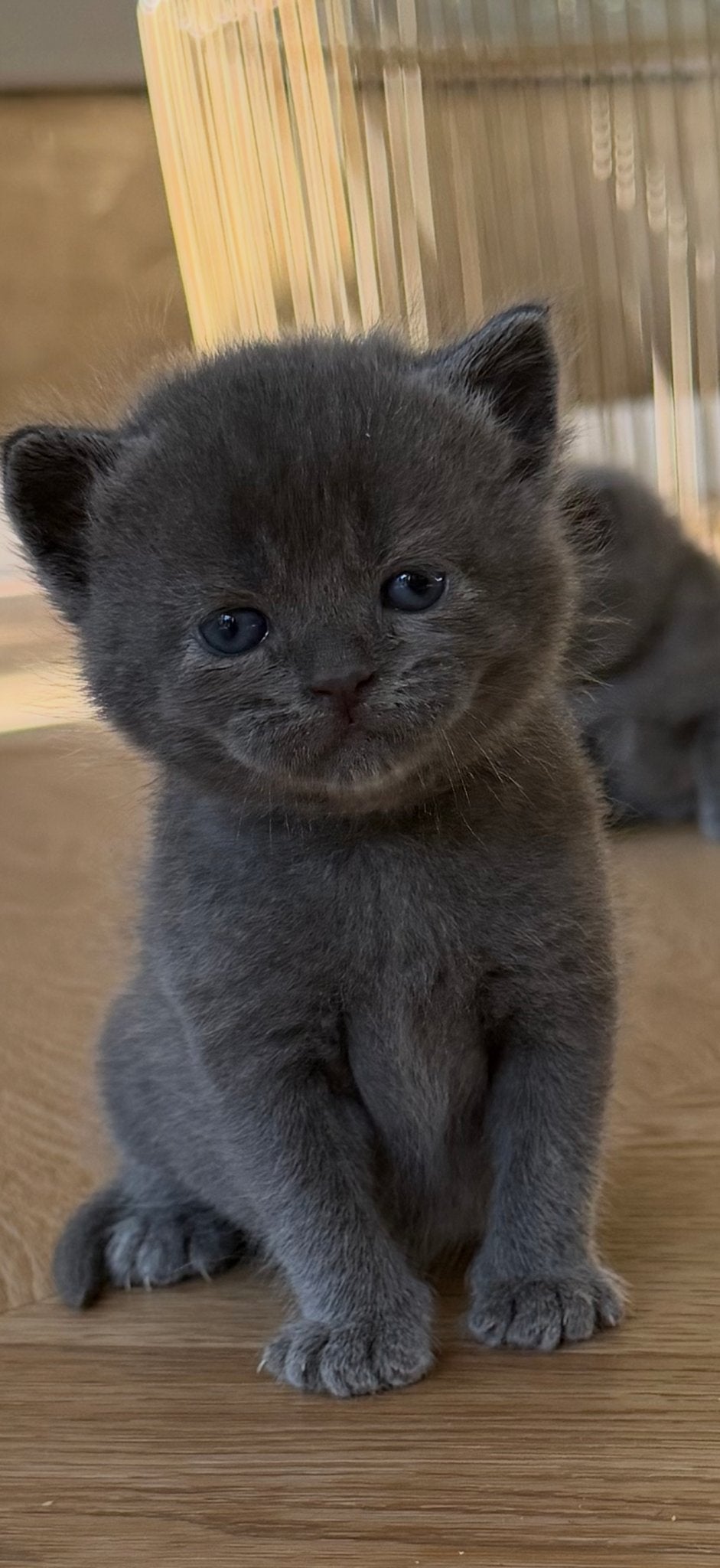 Britse lang- korthaar kittens, Dieren en Toebehoren, Katten en Kittens | Raskatten | Korthaar, Meerdere dieren, Ontwormd, 0 tot 2 jaar