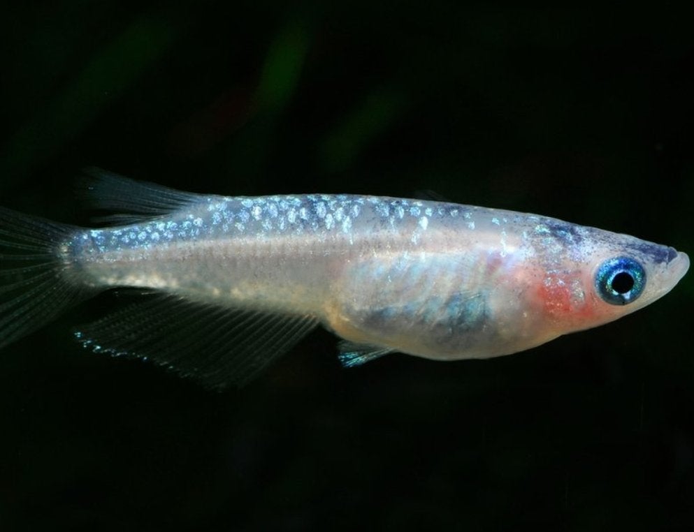 Medaka - Japanse Rijstvis - Blue Lamé, Karper of Koi