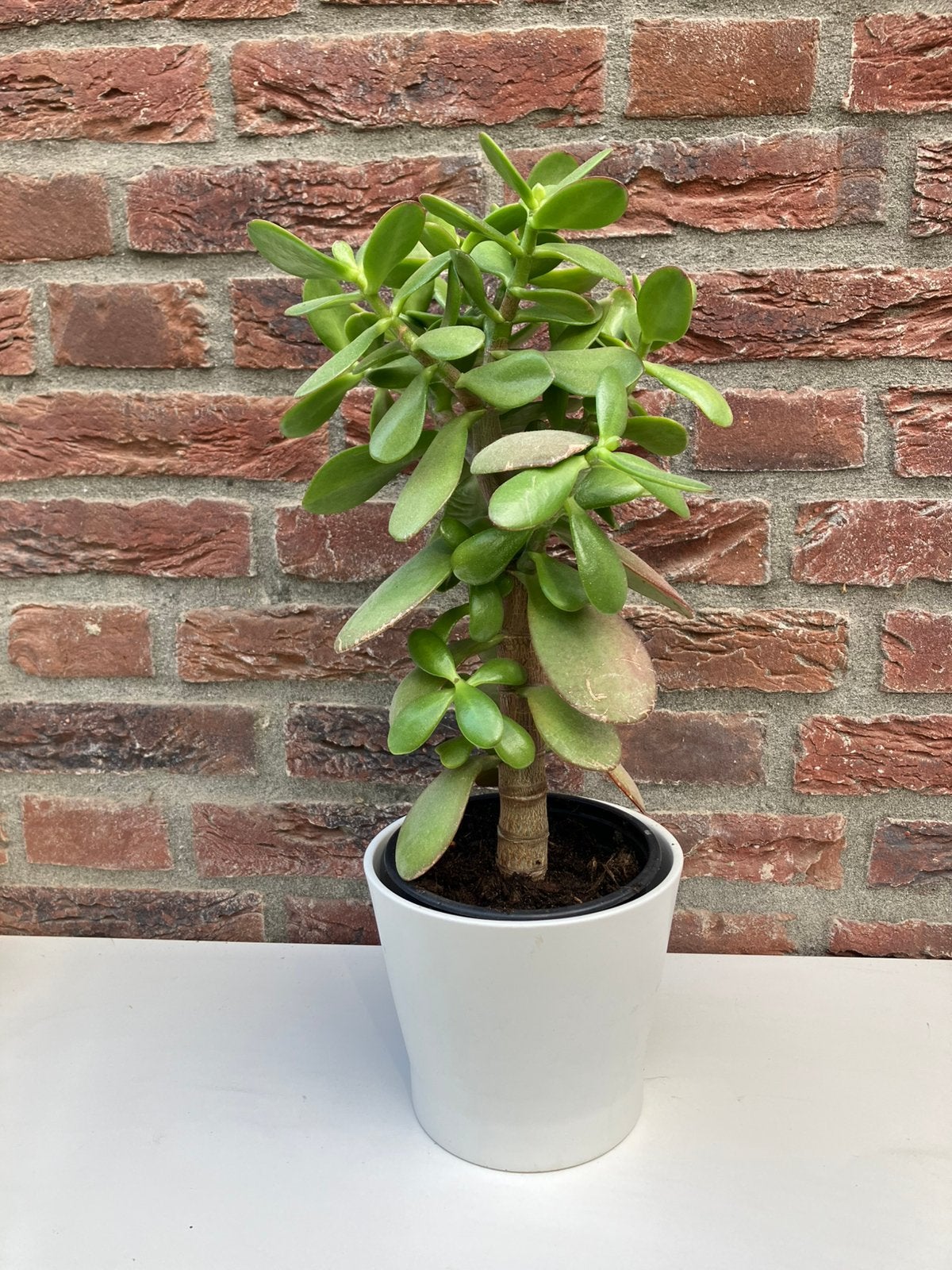 Crassula ovata, jadeplant of geldboompje, Ophalen, Volle zon