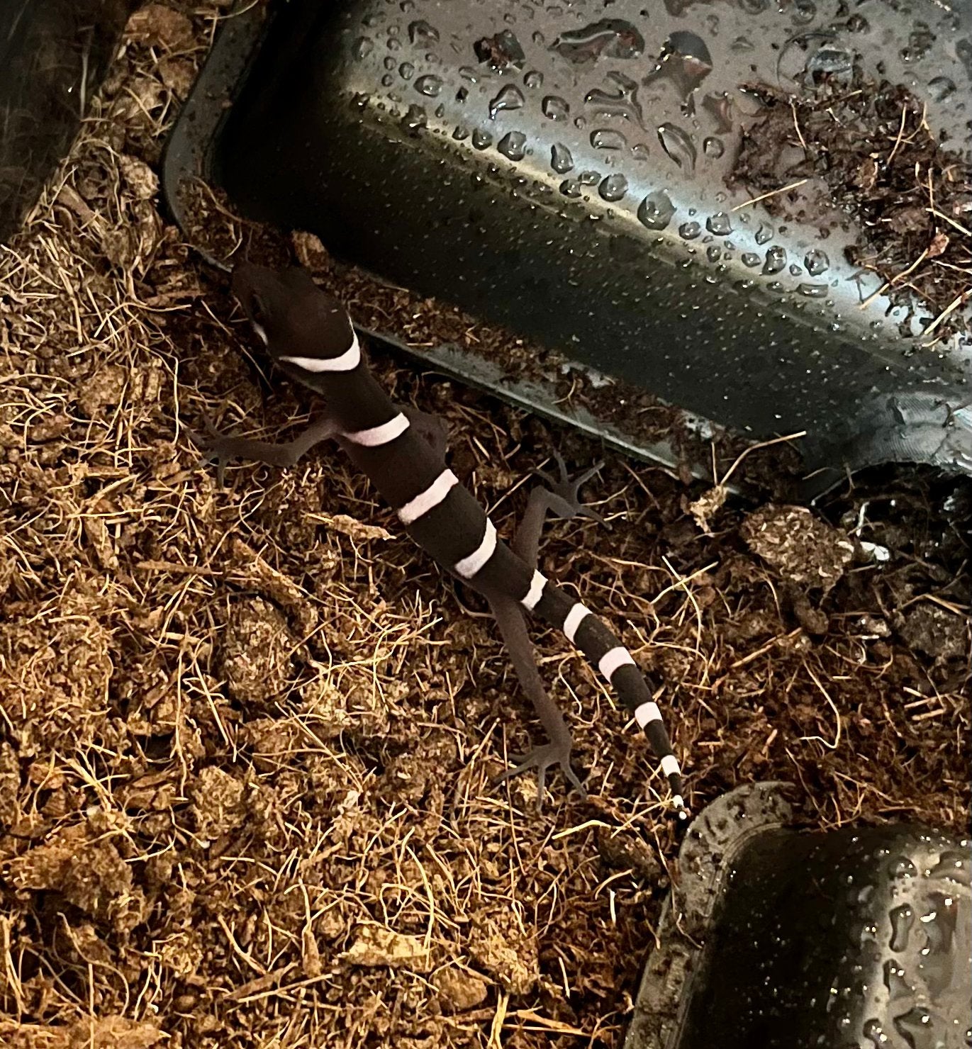 0.0.1  Goniurosaurus luii, Chinese grotgekko, Dieren en Toebehoren, Amfibie, 0 tot 2 jaar