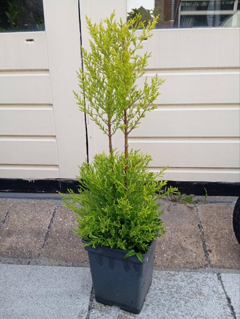 Het is leibomen, vormbomen en tuinbonsai., Tuin en Terras, Ophalen of Verzenden, Volle zon, Overige soorten