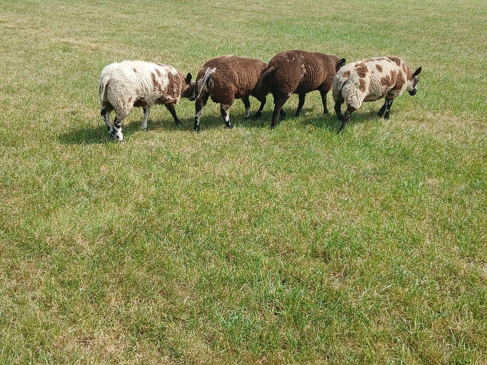 bonte dakramen, Dieren en Toebehoren, Schapen, Geiten en Varkens, Mannelijk, Schaap