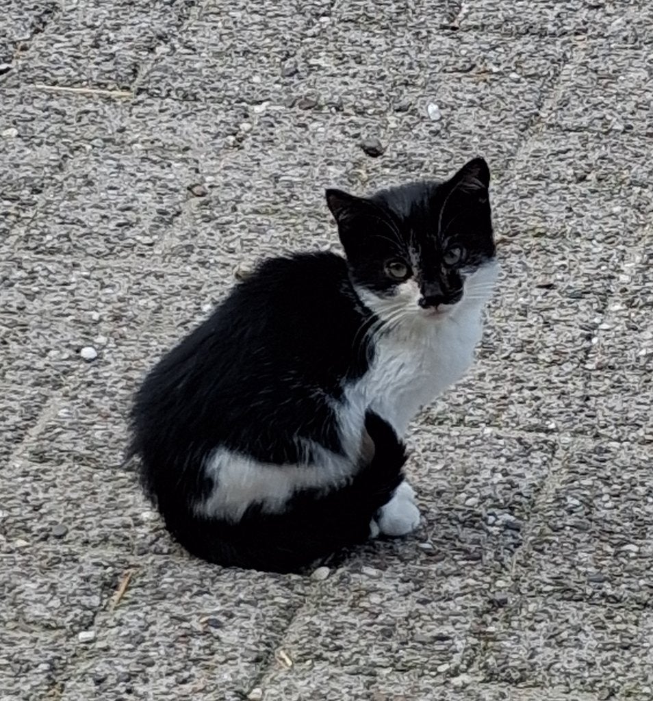 Kittens, Dieren en Toebehoren, Katten en Kittens | Overige Katten, Meerdere dieren, Kortharig, 0 tot 2 jaar