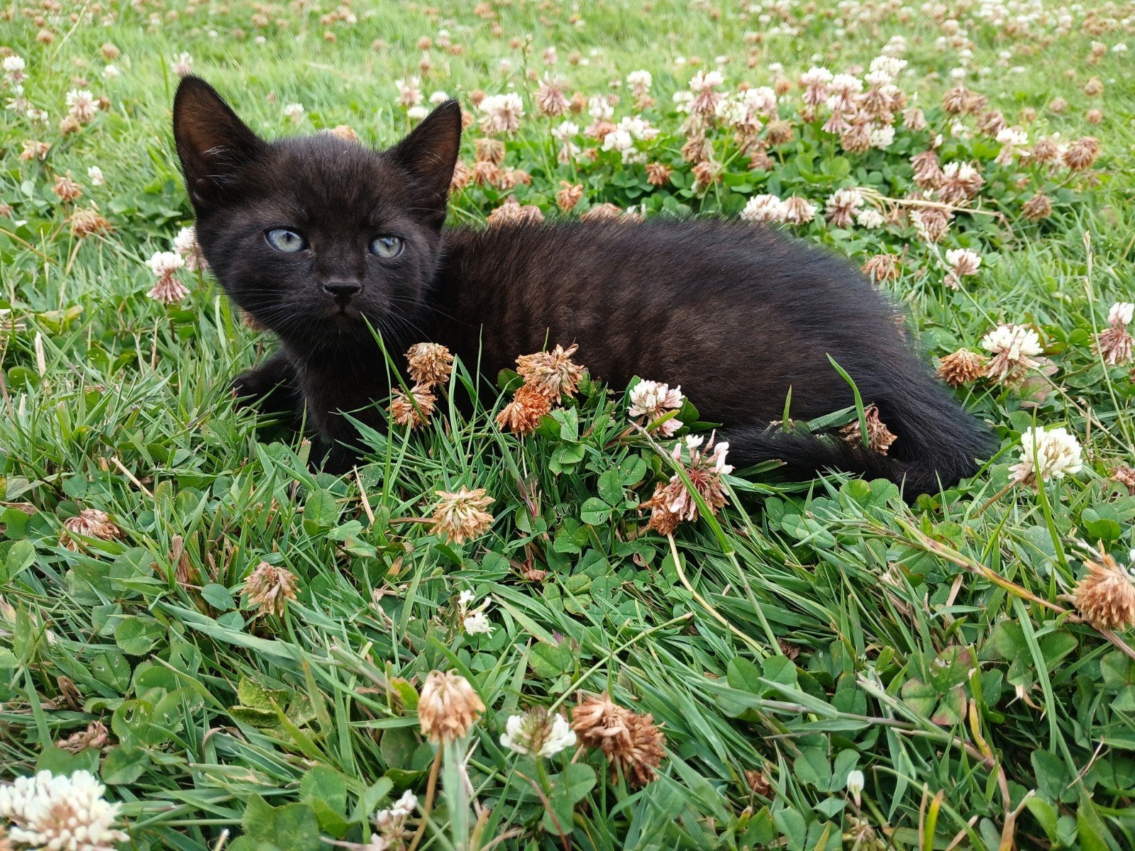 Mooie en lieve kitten zoekt nieuw thuis, Poes