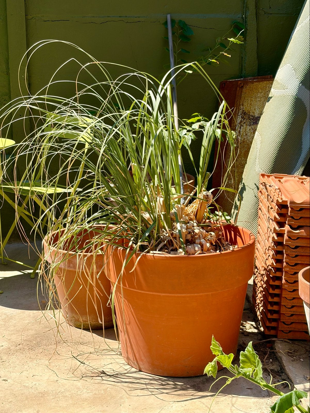 Pampasgras in XL terracotta pot, Ophalen, Vaste plant, Siergrassen, Halfschaduw