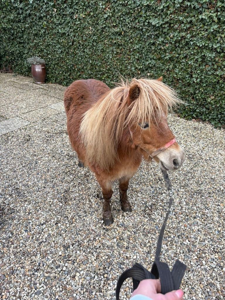 Shetlander merrie, Dieren en Toebehoren, Pony's, Merrie, A pony (tot 1.17m)