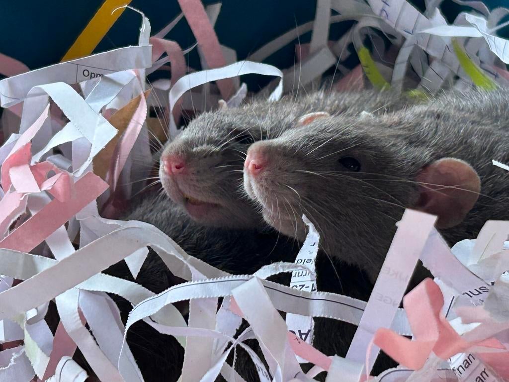 3 tamme ratten, Dieren en Toebehoren, Knaagdieren, Rat, Vrouwelijk, Januari, Tam