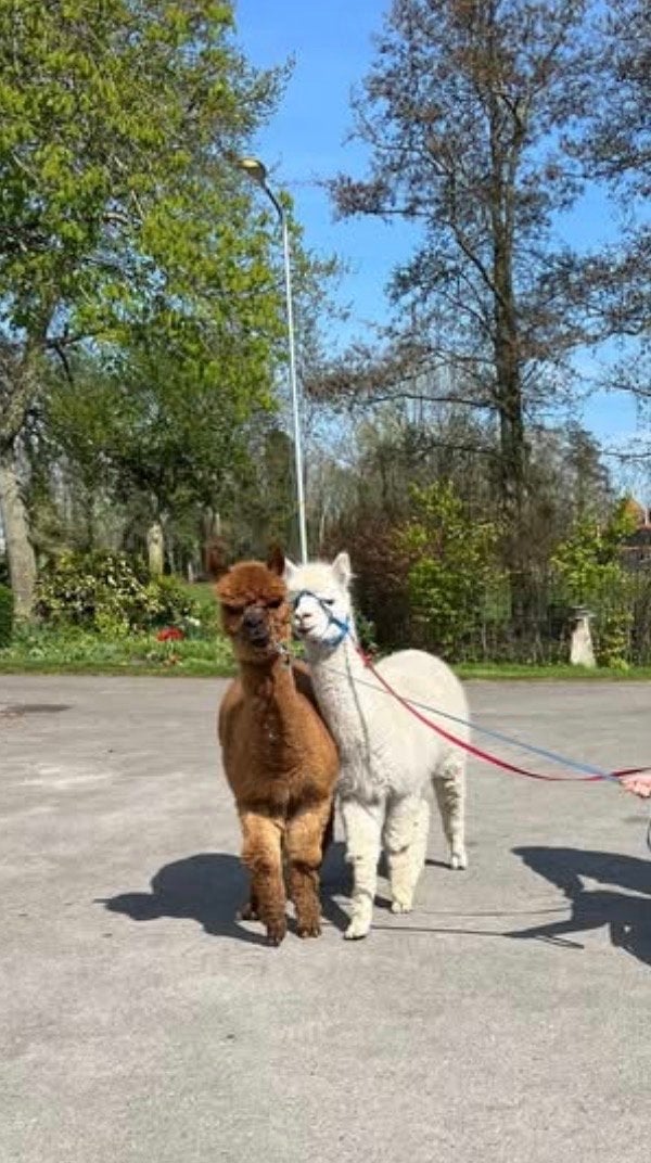 2 Alpaca’s, Dieren en Toebehoren, Overige Dieren, Mannelijk, December