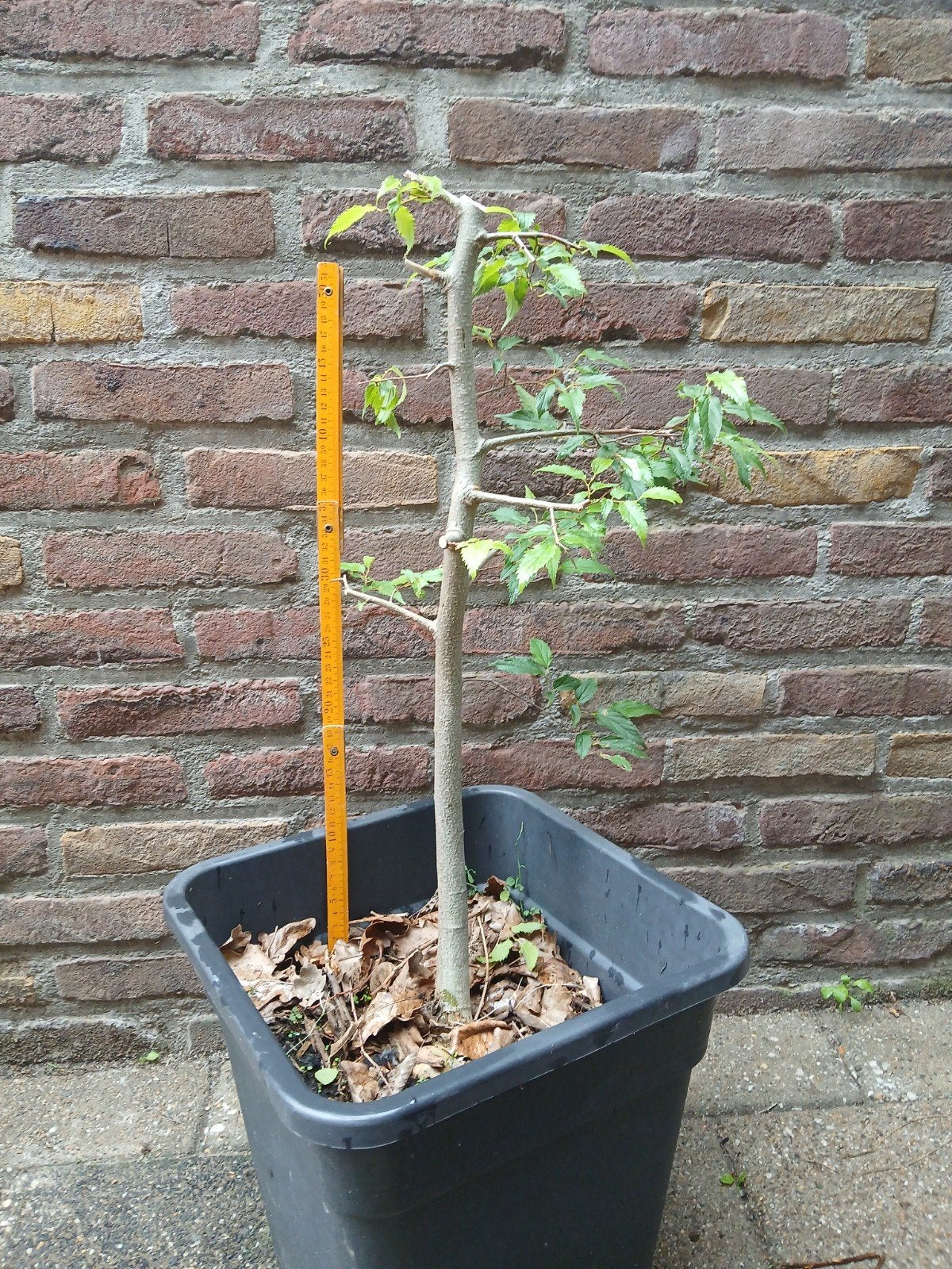 Pre bonsai celtis australis, Ophalen of Verzenden, Bloeit niet, Overige soorten, Minder dan 100 cm