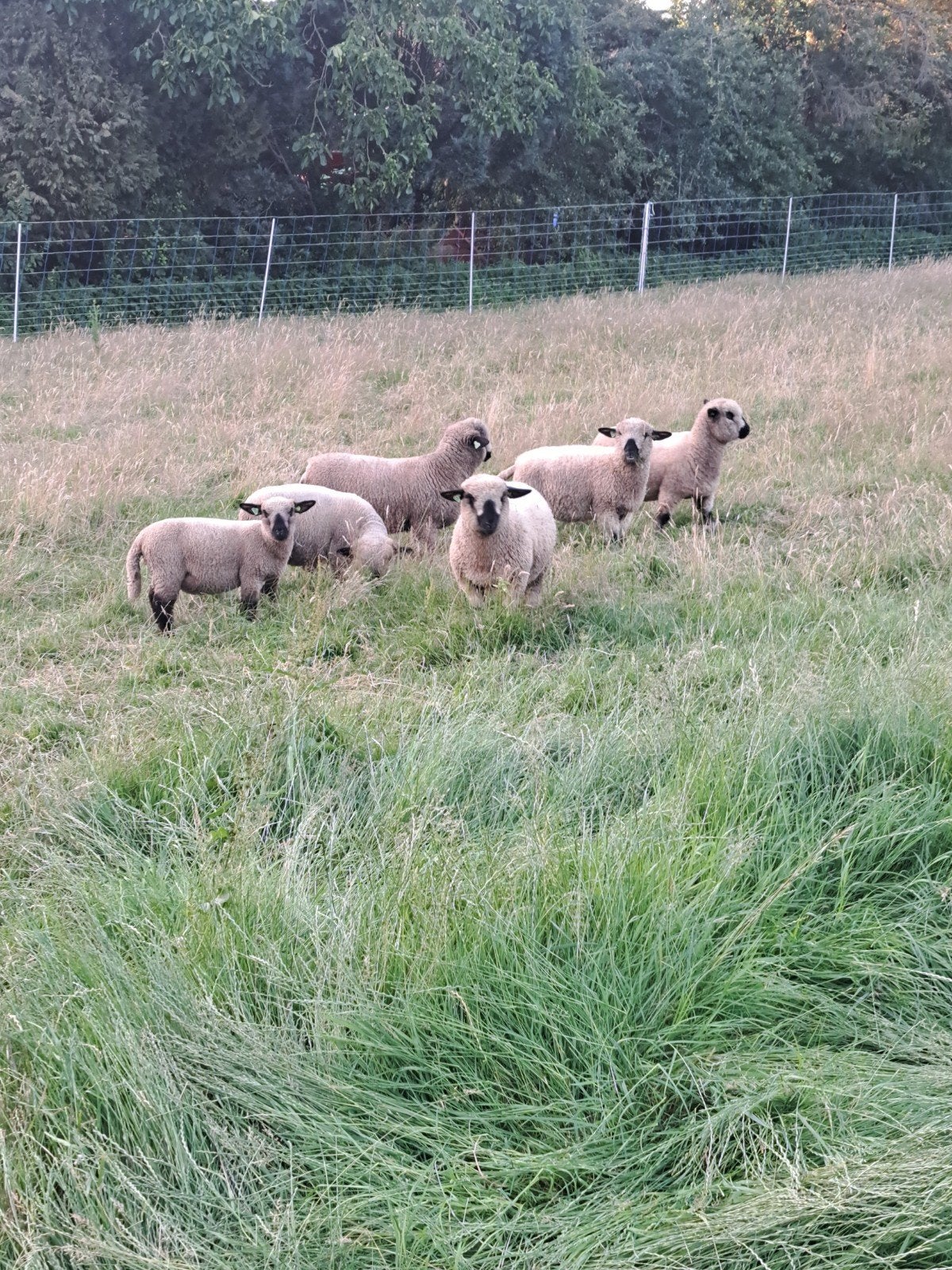 Hampshire down schapen, Dieren en Toebehoren, Schapen, Geiten en Varkens, Vrouwelijk, Schaap