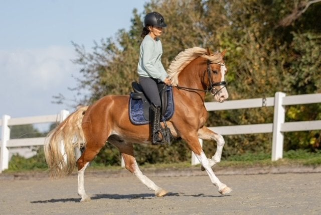 Pony met een gouden instelling! *allrounder, Dieren en Toebehoren, Met stamboom, Ruin, 3 tot 6 jaar, L
