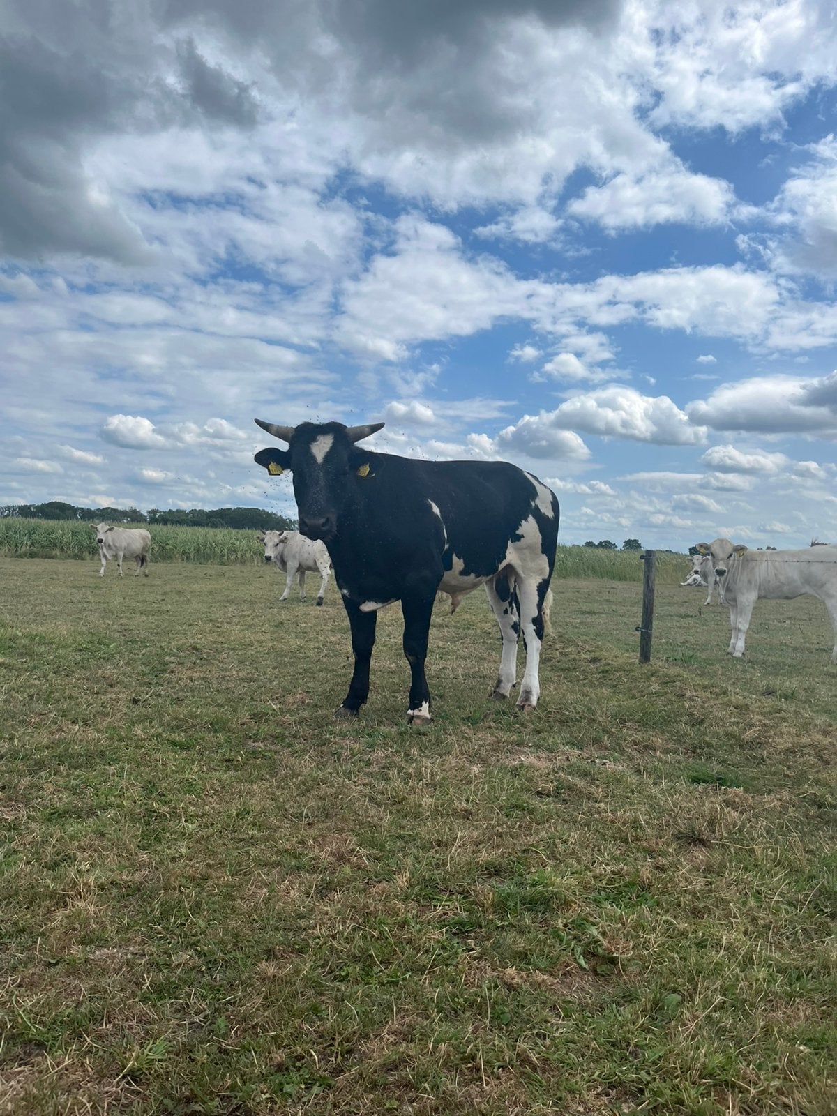 Mooie stieren, Dieren en Toebehoren, Runderen, Mannelijk