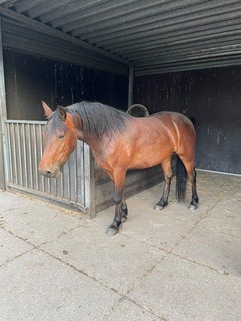Super brave kruizing Fries x Palamino te koop aangeboden!, Dieren en Toebehoren, Pony's, Ruin, 3 tot 6 jaar, Onbeleerd, Gechipt