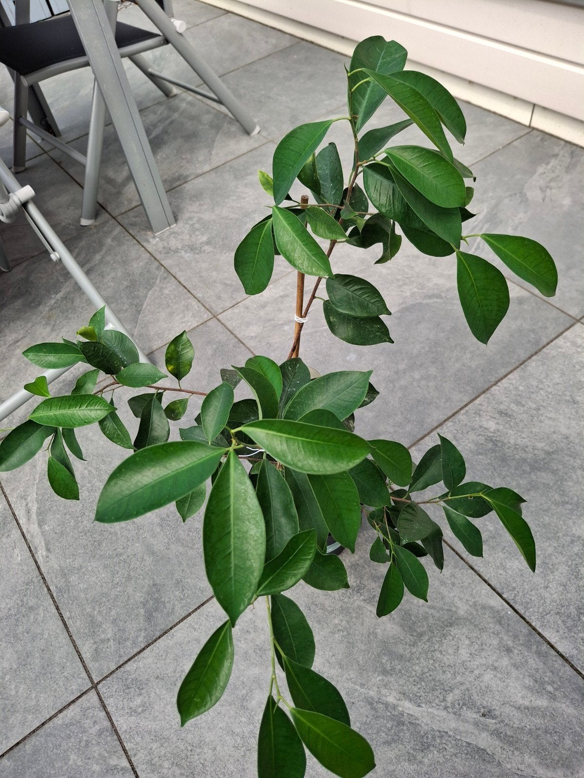 Kamerplant met pot, Ophalen, Halfschaduw, In pot, Minder dan 100 cm