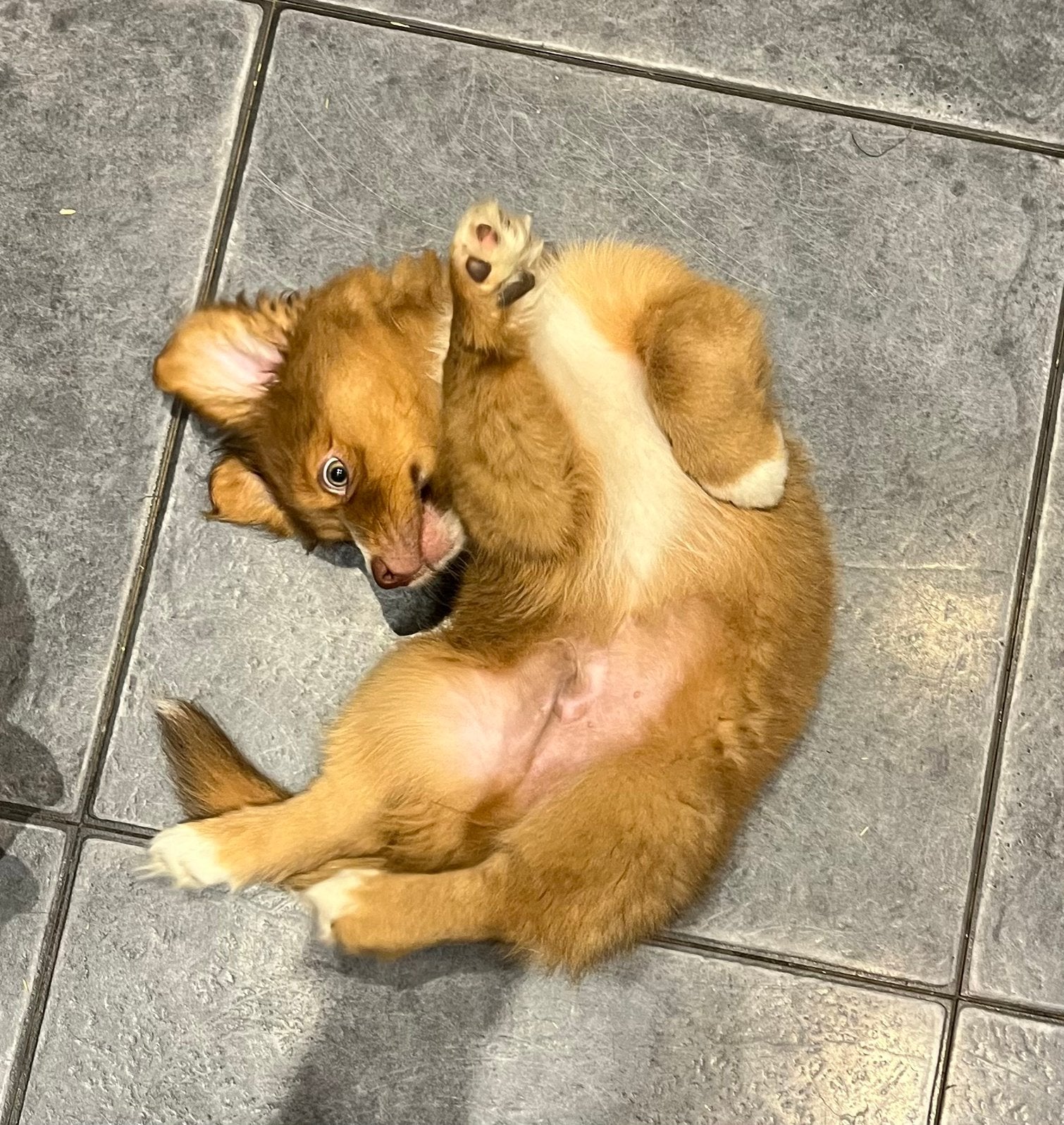 Prachtig puppy reutje, Reu, Eén hond, Pekingees of Dwergspaniel, Nederland