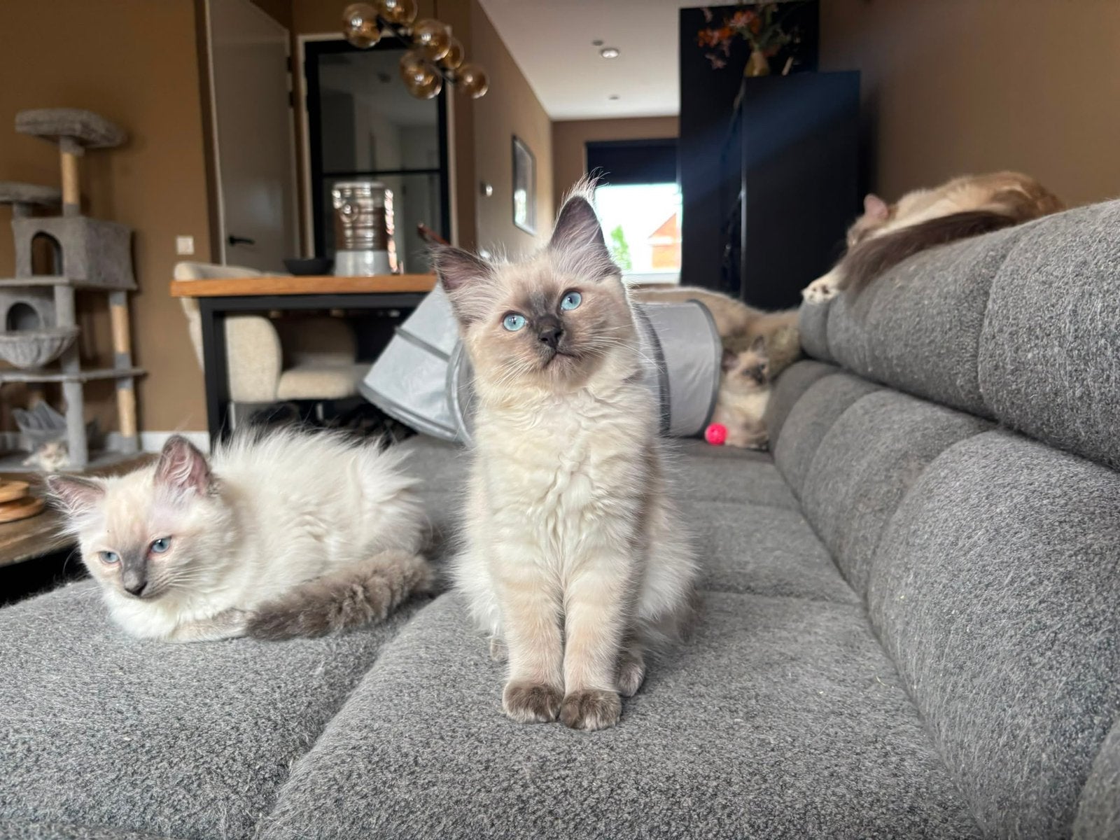 Ragdoll kitten | poesje | Blue Point |  11 weken 💛, Poes, Ontwormd, 0 tot 2 jaar
