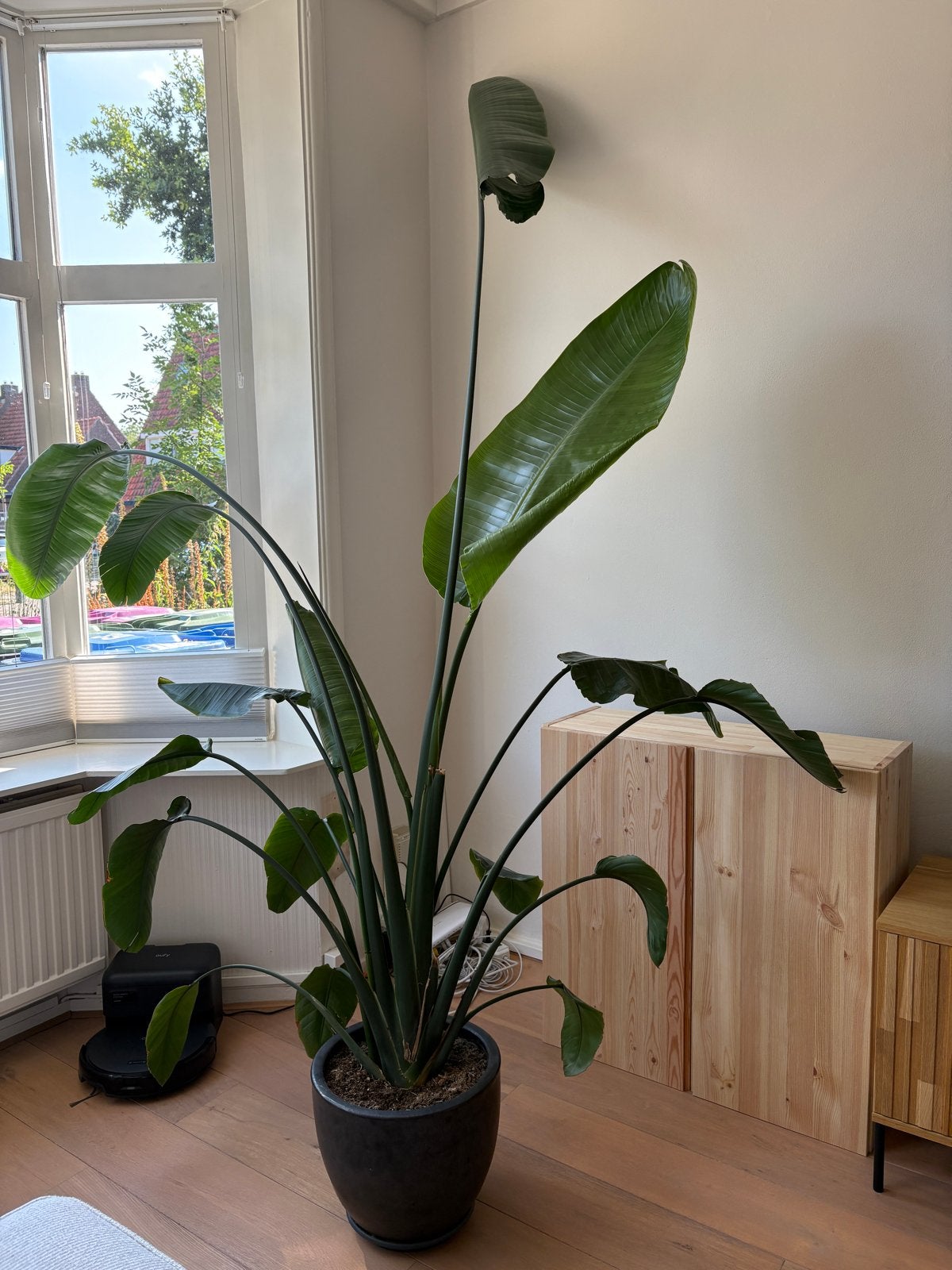 Grote Strelitzia Nicolai - Paradijsvogelplant, Ophalen, 200 cm of meer, Overige soorten, Halfschaduw