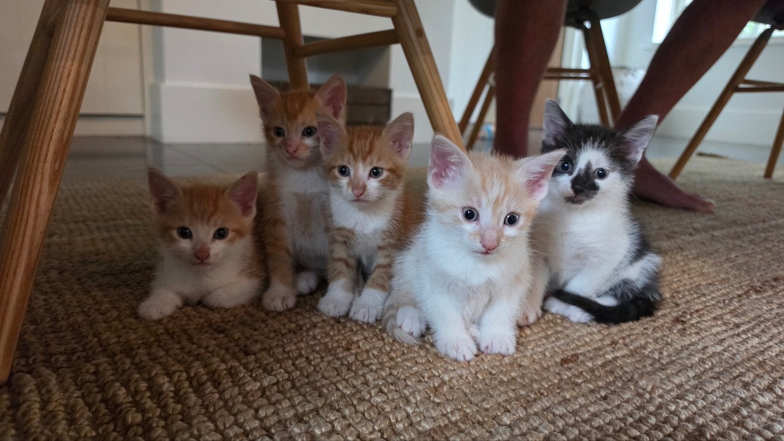 kittens te koop, Dieren en Toebehoren, Katten en Kittens | Overige Katten, Kater, Kortharig, 0 tot 2 jaar