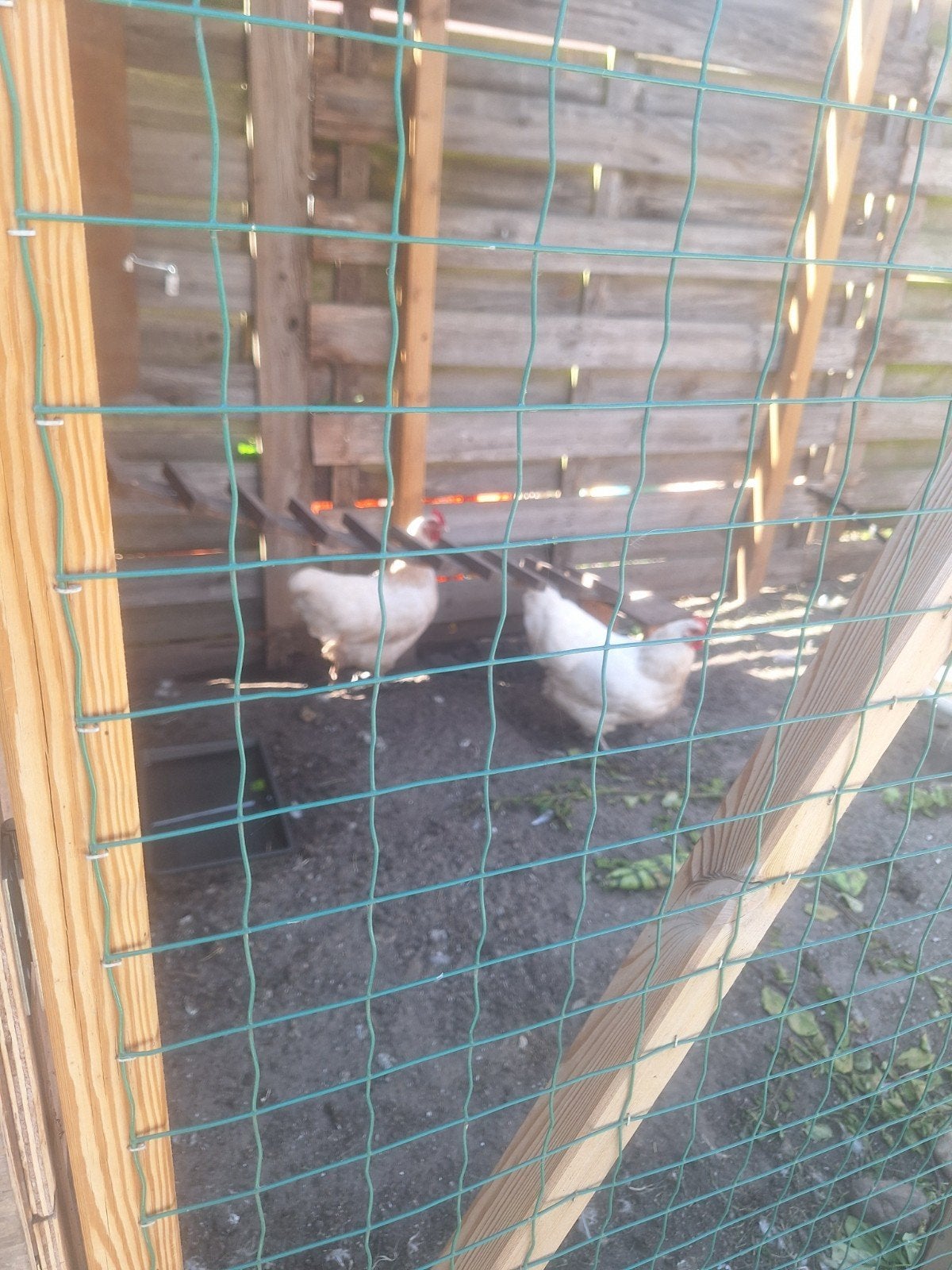 4 witte kippen zoeken nieuw huis, Dieren en Toebehoren, Pluimvee, Vrouwelijk, Kip