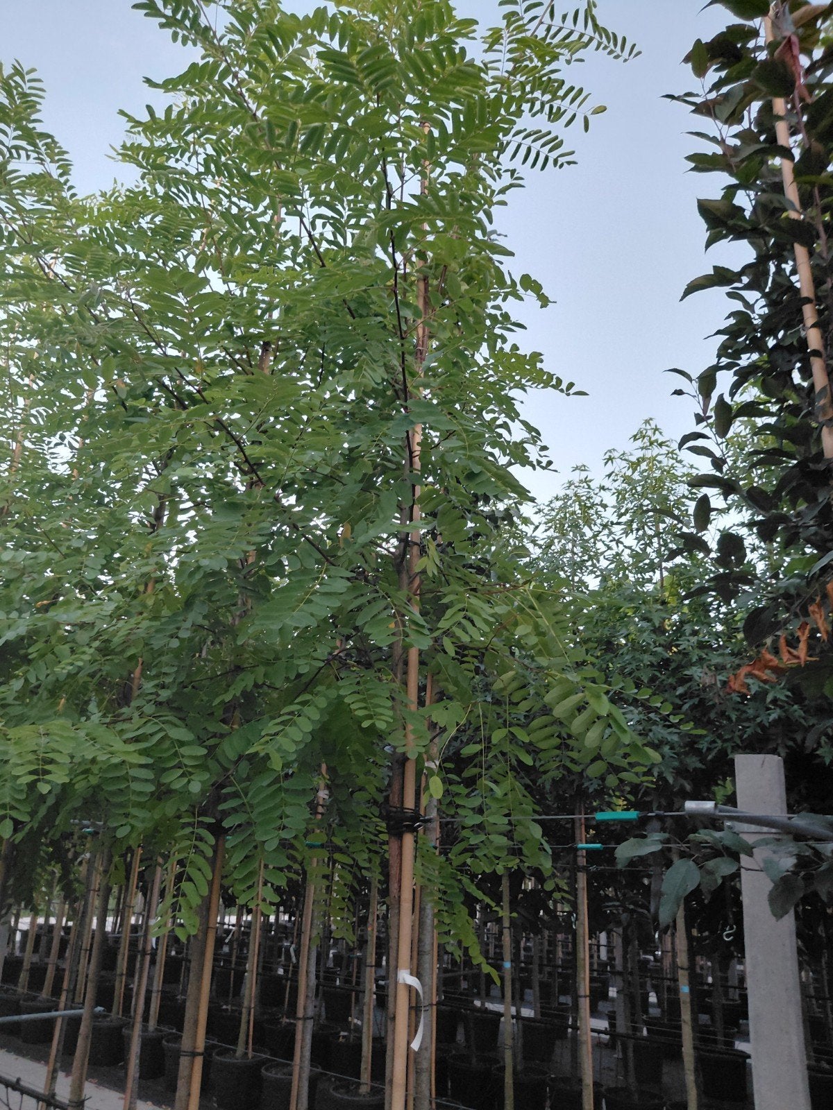 robinia ps. 'Frisia', Overige soorten, Lente, 250 tot 400 cm, Ophalen
