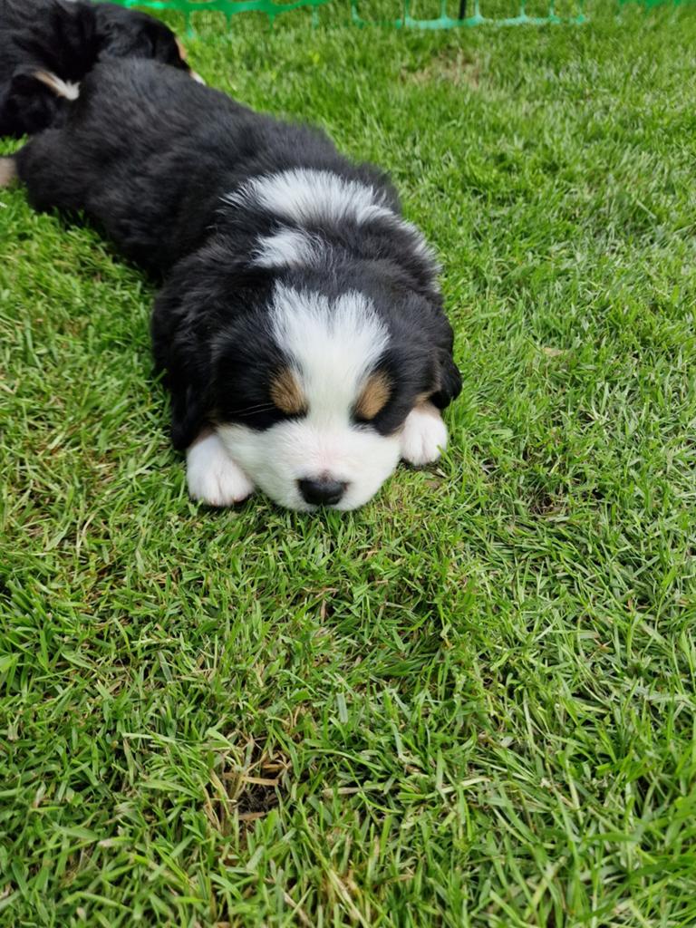 Bernersennen pup, Parvo, Reu, 8 tot 15 weken, Groot
