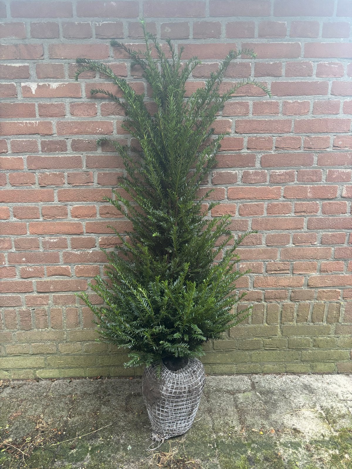 Taxus Baccata, Tuin en Terras, In pot, Bloeit niet, Halfschaduw, 100 tot 250 cm