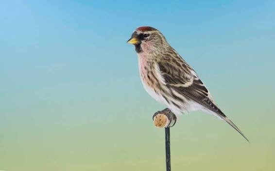 Gezocht Grote Barmsijzen, Meerdere dieren, Wildzangvogel, Geringd