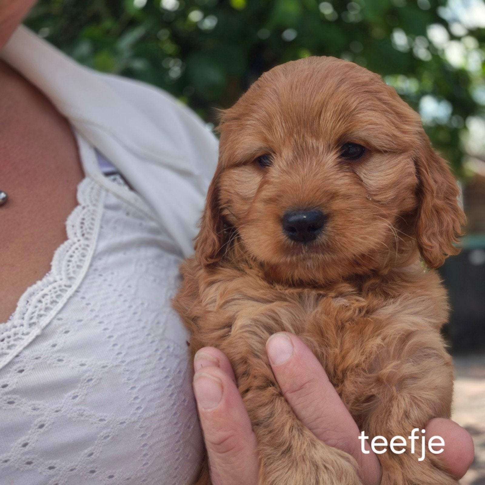 Cockapoo pups mogen nest verlaten🐶, Dieren en Toebehoren, Honden | Retrievers, Spaniëls en Waterhonden, Overige rassen, 8 tot 15 weken