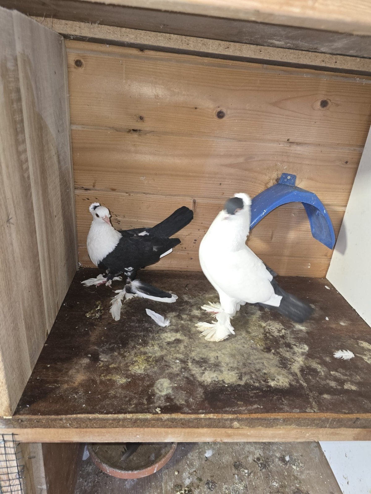 lduiven te koop, Dieren en Toebehoren, Vogels | Overige Vogels