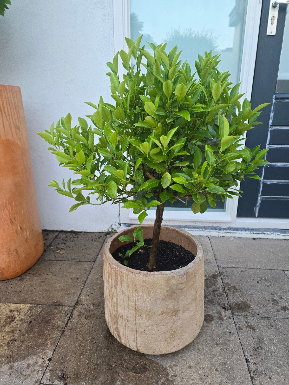 Citrus boompje zonder pot, Tuin en Terras, Ophalen, Volle zon, Overige soorten, Minder dan 100 cm