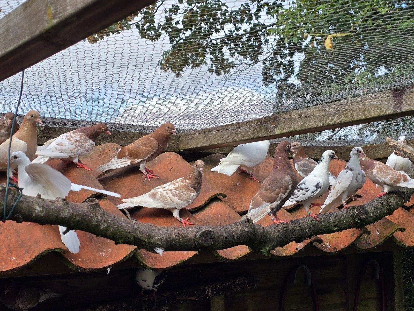 kumrus/fluit duiven, Dieren en Toebehoren, Meerdere dieren, Overige soorten