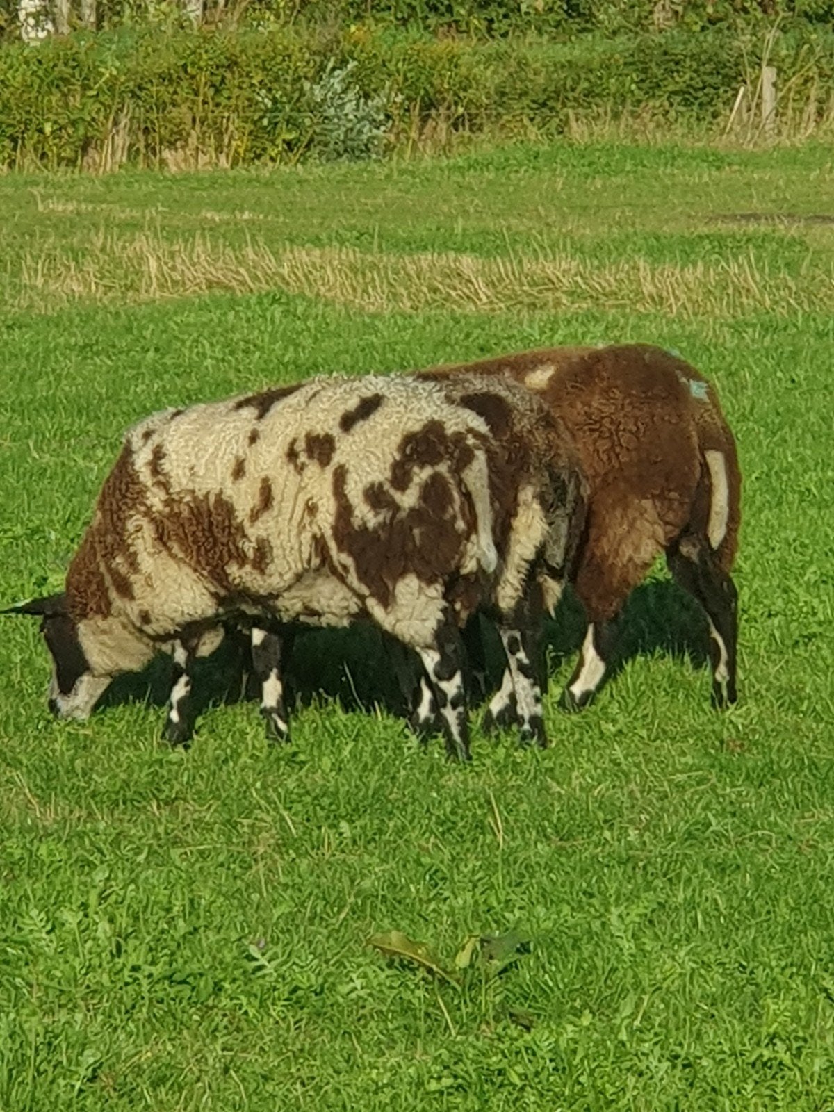 mooie  bonte ooien  van bijna 2 jr, Dieren en Toebehoren, Vrouwelijk, Schaap