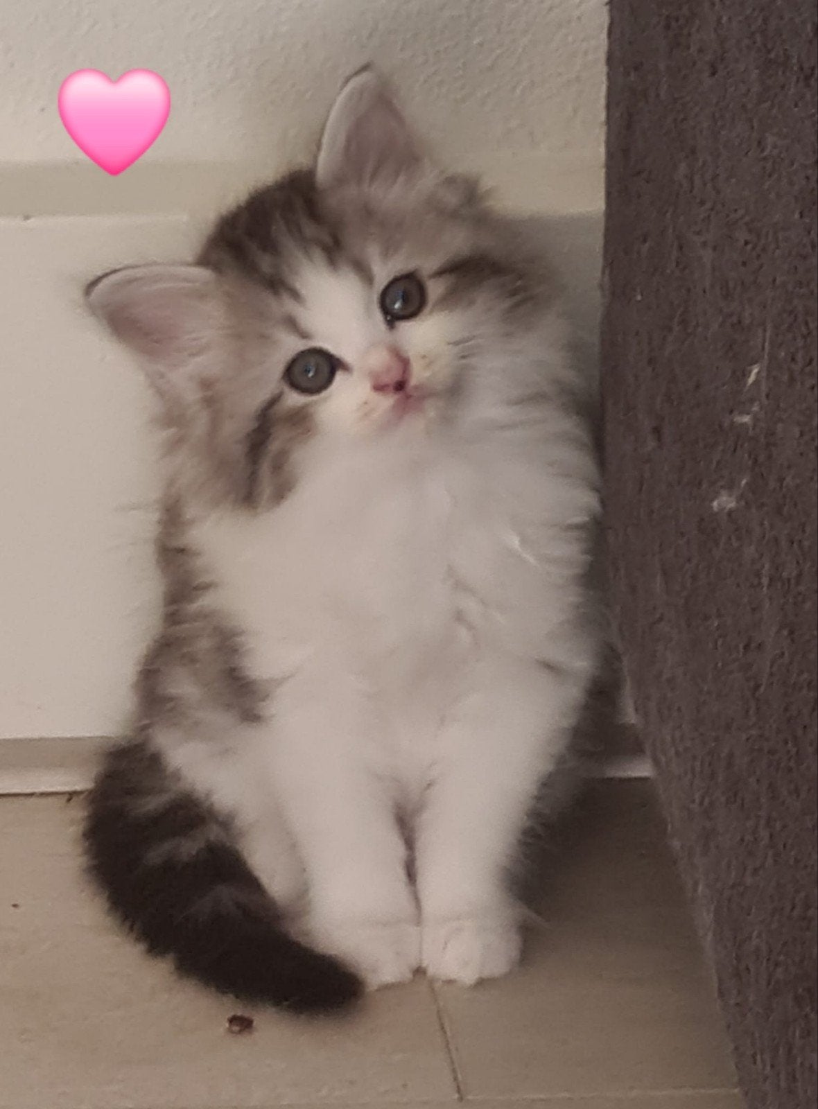 lieve ragdoll x kittens, Meerdere dieren