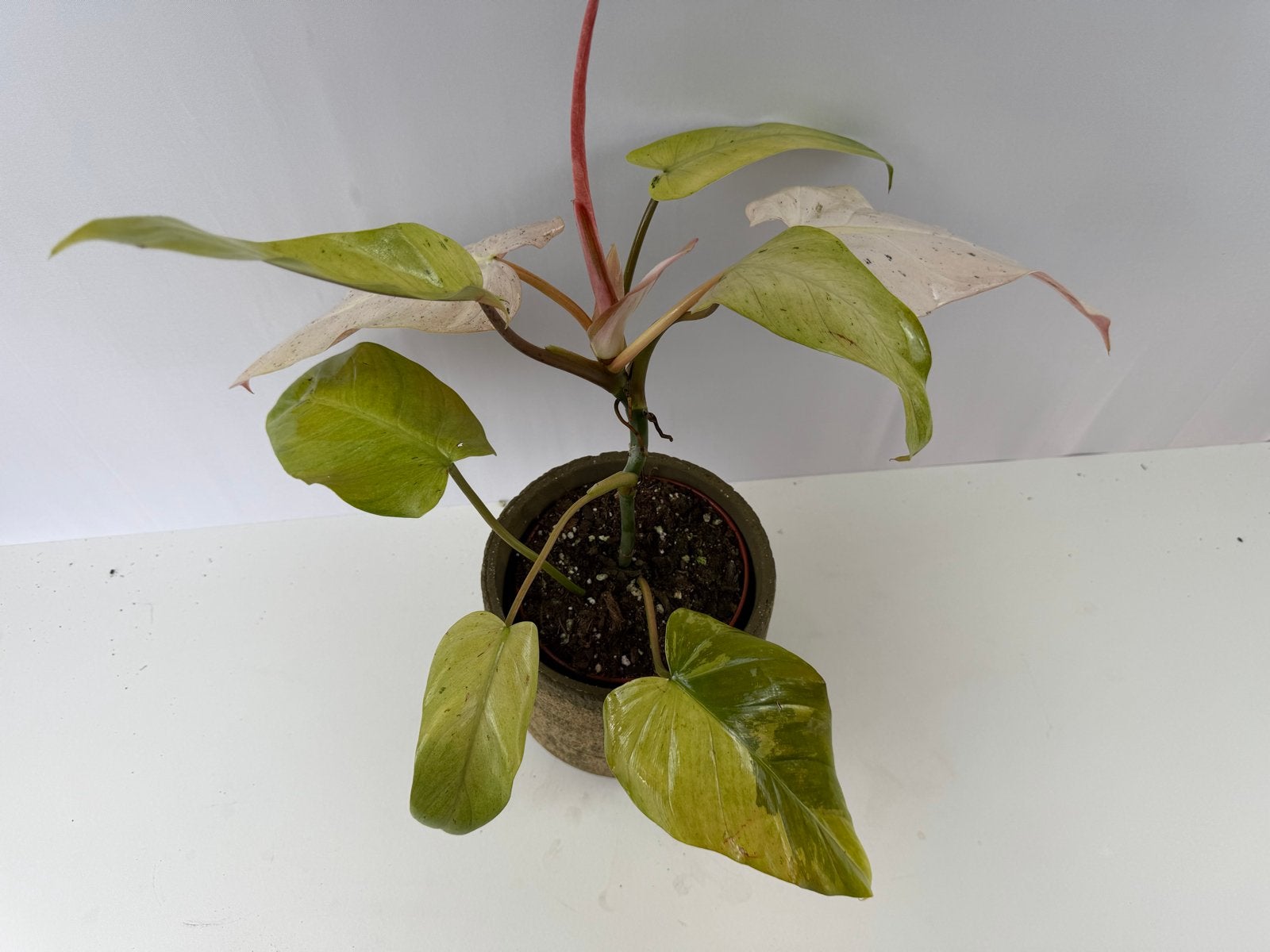 Philodendron Whipple Way p15, Huis en Inrichting, Kamerplanten, Ophalen of Verzenden, Halfschaduw, Minder dan 100 cm