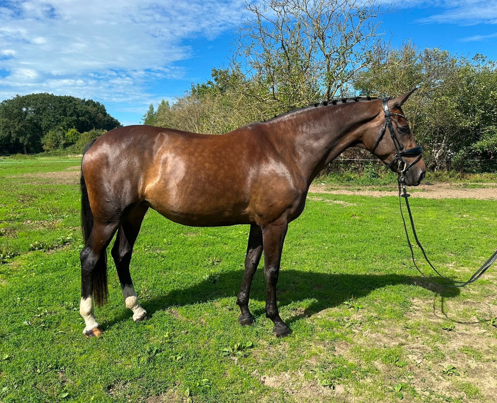 Knappe lieve 15 jarige merrie V Sorento, Merrie, M, Dressuurpaard, 170 tot 175 cm