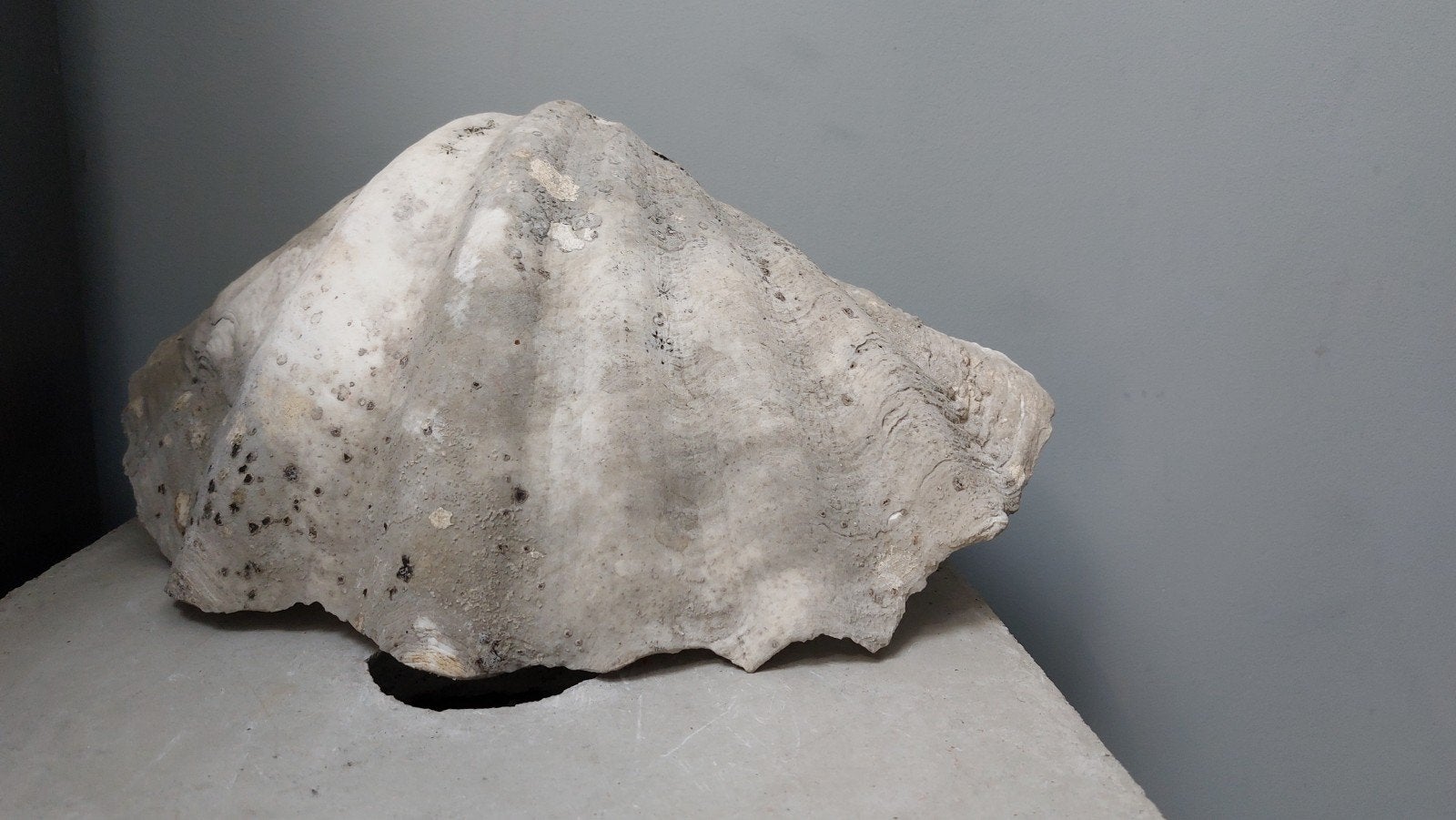 te koop doopvoortschelp 37 cm, Verzamelen, Ophalen of Verzenden, Schelp(en)