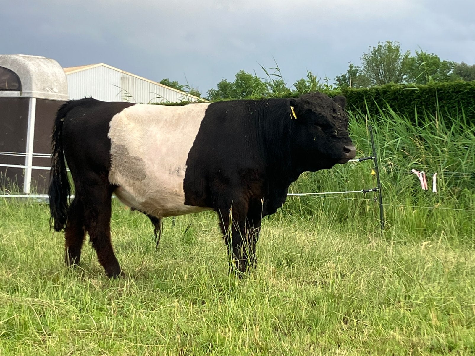 Mini belted galloway (1m10) te koop, Dieren en Toebehoren, Runderen, Mannelijk