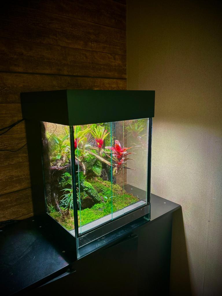 Paludarium Gifkikkers, Dieren en Toebehoren, Reptielen en Amfibieën | Toebehoren, Ophalen, Zo goed als nieuw
